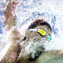 Очки для плавания Phelps Ninja золотые зеркальные линзы